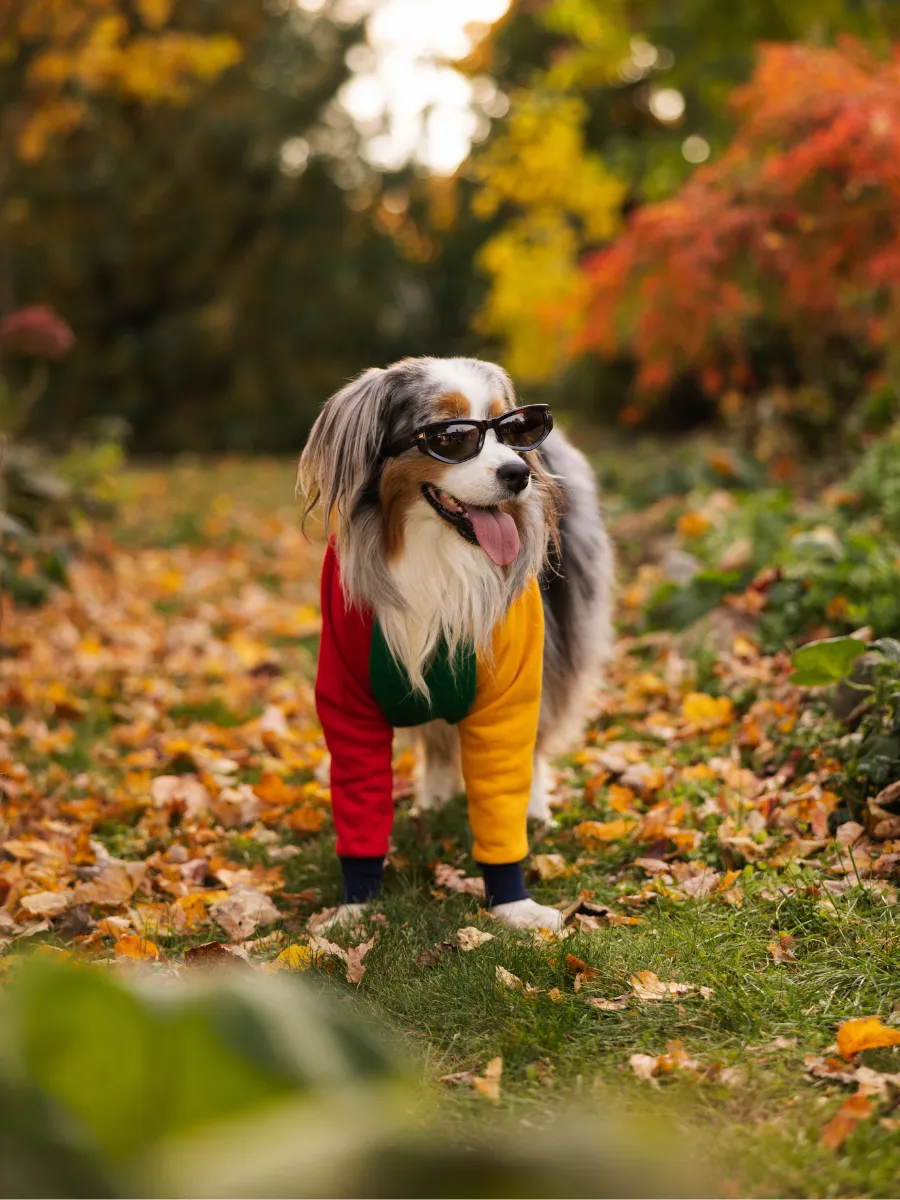 Barkstreet Bois Dog Hoodie